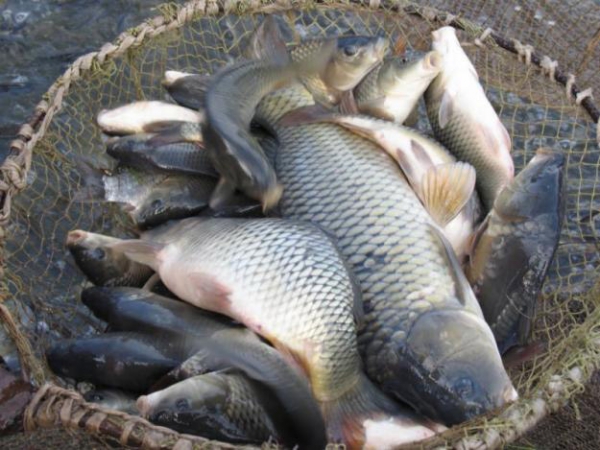 Рыбалка в Подмосковье летом на донные и поплавочные снасти