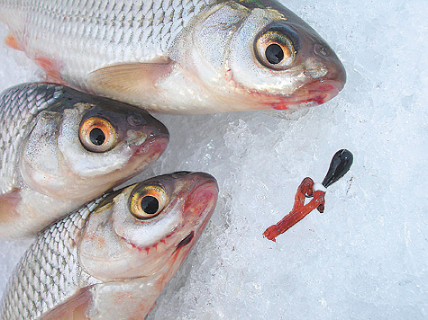 Зимняя рыбалка в феврале в Москве и Московской области