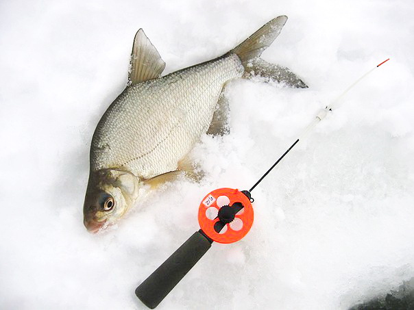 Зимняя рыбалка в январе в Москве и Московской области