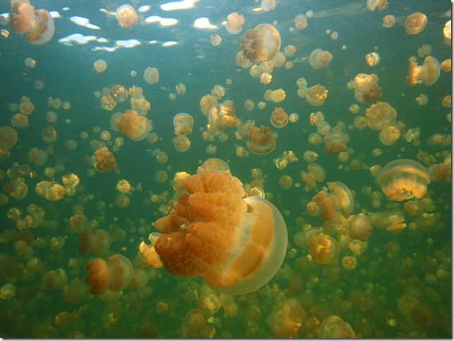 Озеро медуз в Палау, фотография