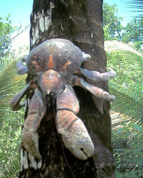 Пальмовый краб, фотография