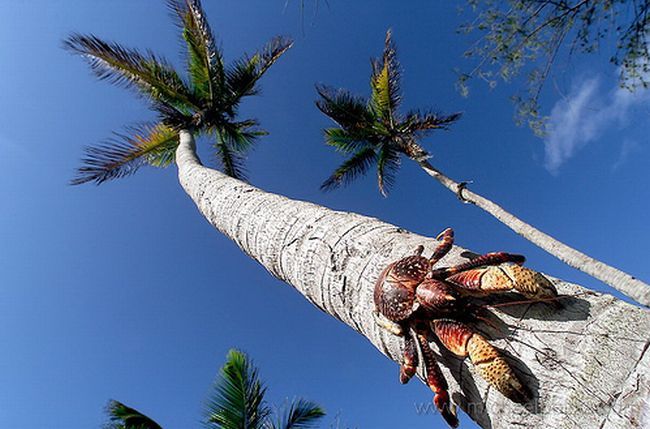Пальмовый краб, фотография