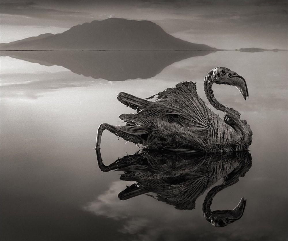 Природный феномен озера Натрон, фотография