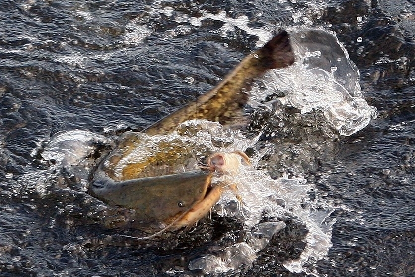 Рыбалка в Астрахани, фотография