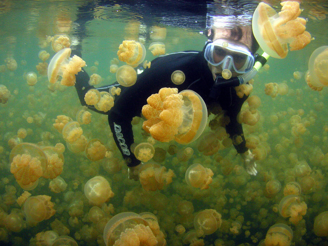 Озеро медуз в Палау, фотография