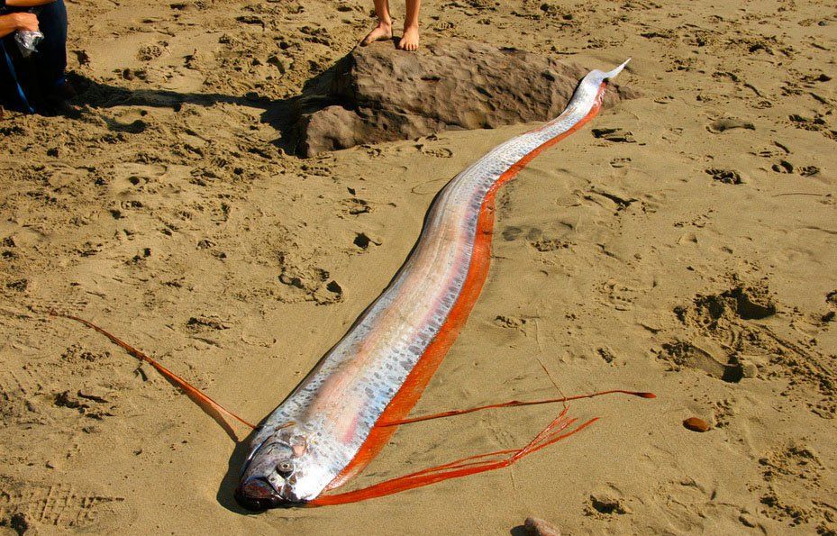 Самая длинная рыба в мире, фотография