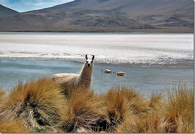 Солончак Уюни - соленое озеро Боливии, фотография