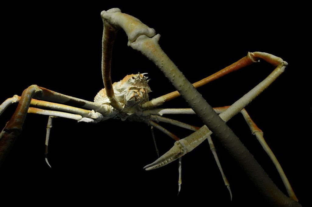 Японский краб-паук (лат. Macrocheira kaempferi), фотография