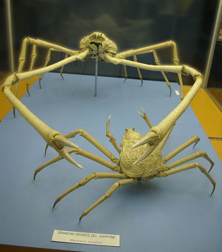 Японский краб-паук (лат. Macrocheira kaempferi), фотография