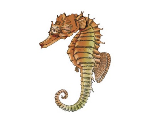 Конек морской длиннорылый (черноморский) (лат. Hippocampus guttulatus) в Красной книге Украины