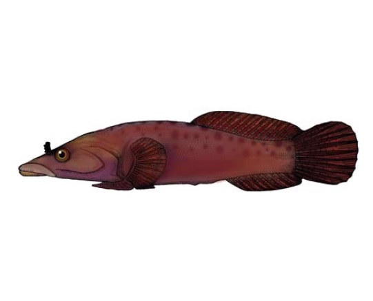 Рыба-присоска европейская (одноцветная), морская уточка обыкновенная (лат. Lepadogaster lepadogaster) в Красной книге Украины