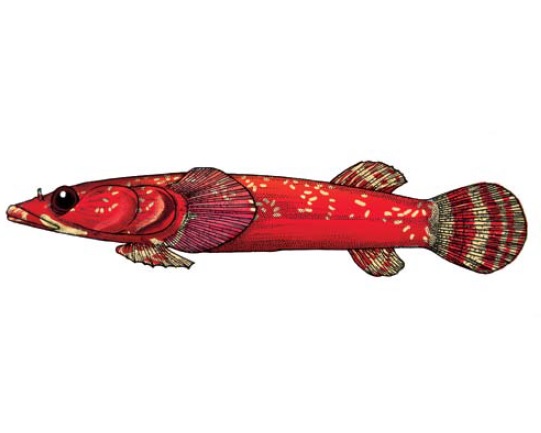 Рыба-присоска пятнистая короткоперая, морская уточка, пятнистое прилипало (лат. Diplecogaster bimaculatus) в Красной книге Украины