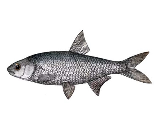 Рыбец малый (лат. Vimba tenella) в Красной книге Украины