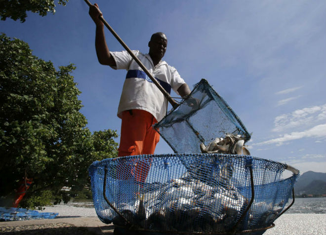 В Бразилии найдены тонны мертвой рыбы