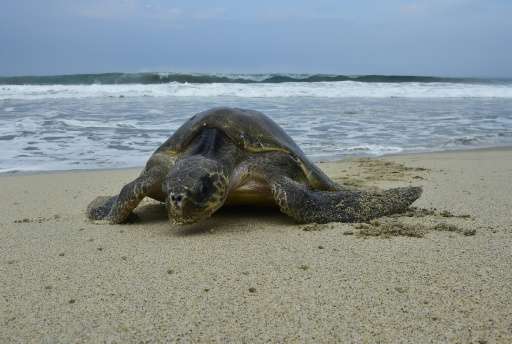 Дроны и войска поставлены на защиту кладок яиц морских черепах на мексиканских пляжах