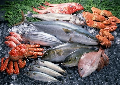 Европа сможет эффективнее добывать марокканскую рыбу