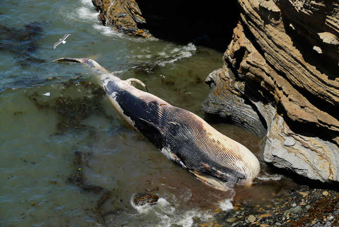Гибель китов у берегов Аляски ставит ученых в тупик