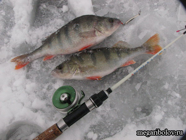 Первенство по зимней рыбалке в Мордовии