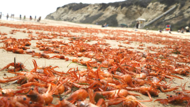 На пляжи в Калифорнии выбросило тысячи мертвых ракообразных