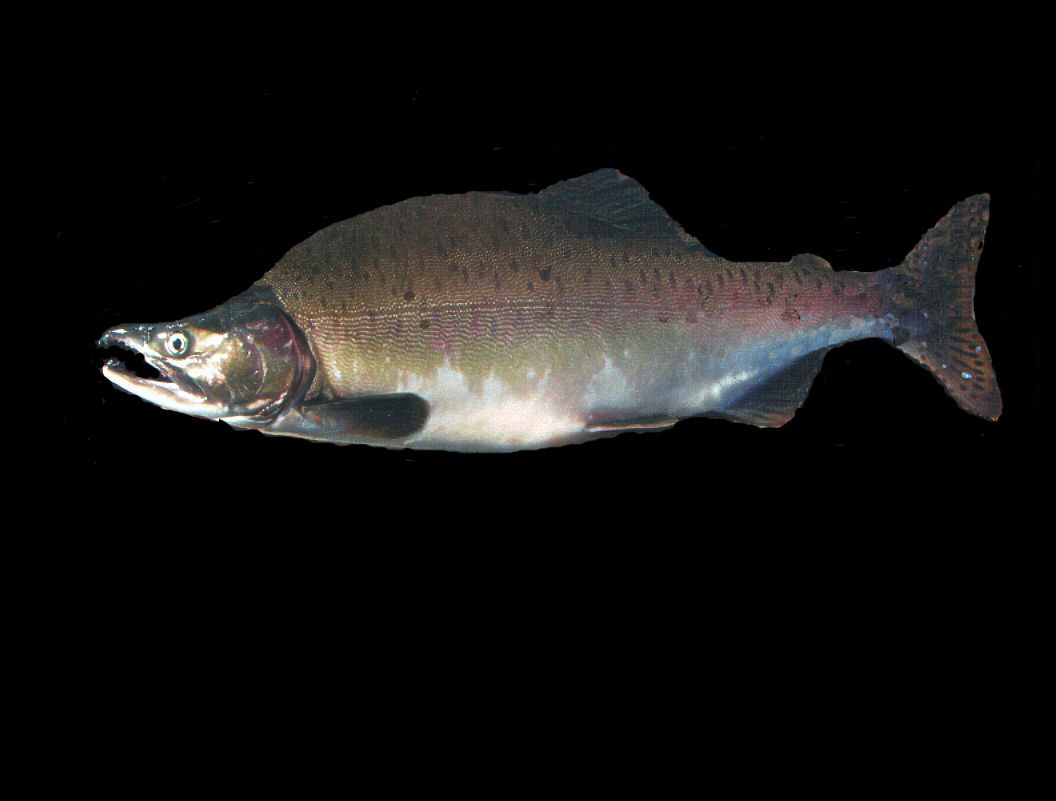Сахалинские ученые собрали данные для прогноза лососей на 2014 год