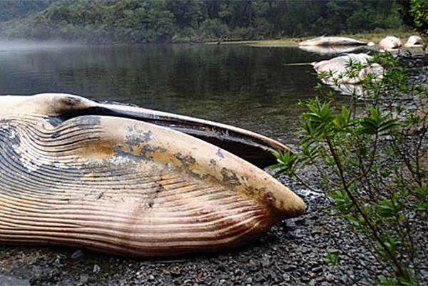 В Чили найдены почти 40 погибших китов-сейвалов
