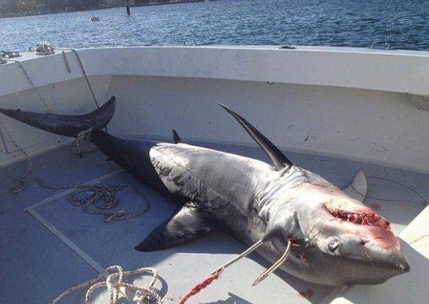 У берегов США акула сама запрыгнула в лодку к рыбакам