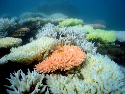 Глобальное потепление влияет на обесцвечивание кораллов на Маршалловых островах
