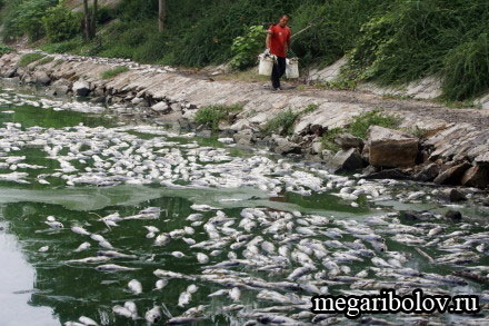 В городе Ухане центральной провинции Хубэй произошел массовый мор рыбы из-за недостатка кислорода