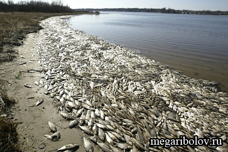 На реке Шадриха в Искитимском районе произошел массовый мор рыбы