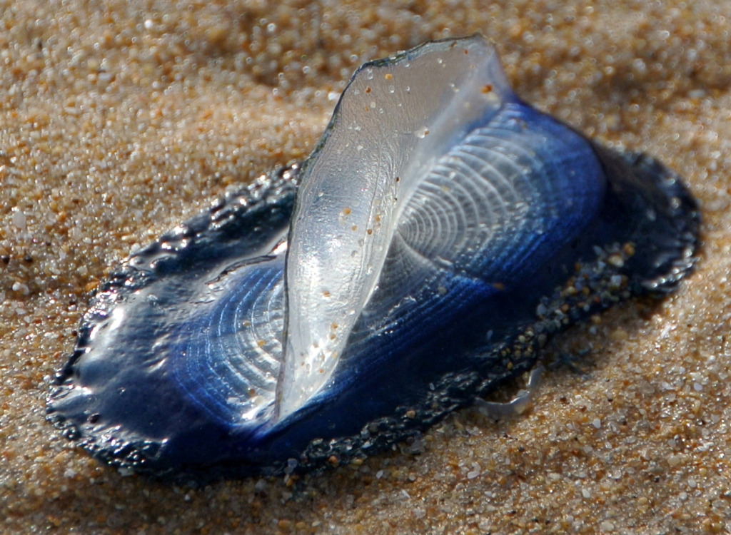 Миллионы медуз выбросил ветер на американские побережья