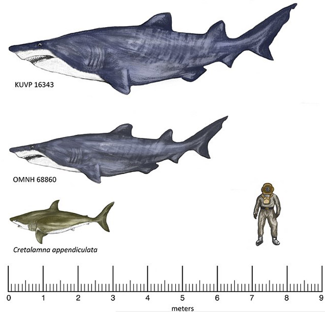 Моря мезозойского периода населяли гигантские акулы