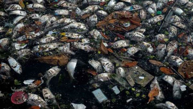 На побережье Рио-де-Жанейро выбросило 20 тонн мертвой рыбы