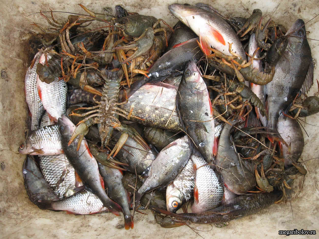 Нарушение Правил рыболовства в Магаданской области