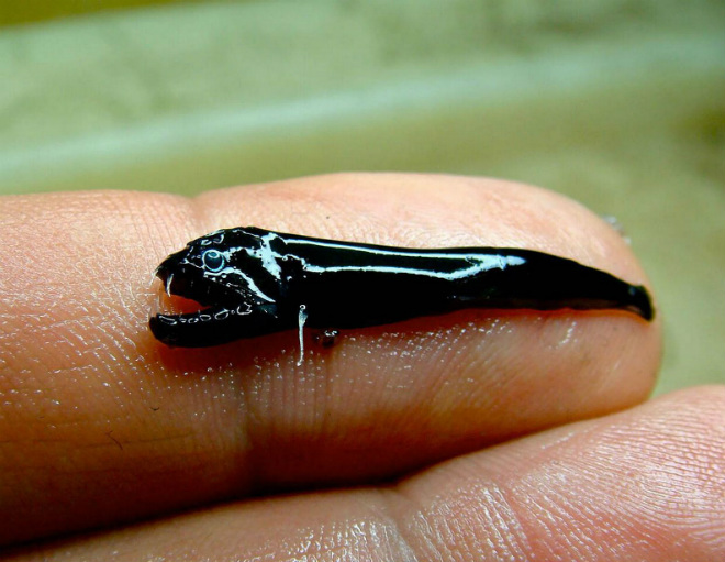 Необычную клыкастую рыбу обнаружили в вулкане на дне океана