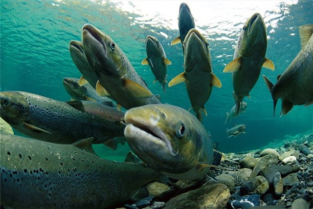 Осенне-зимний нерестовый запрет на рыбалку 2013-2014 года