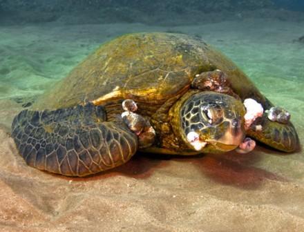 Превышение уровня азота в море стало причиной появления смертельных опухолей у черепах