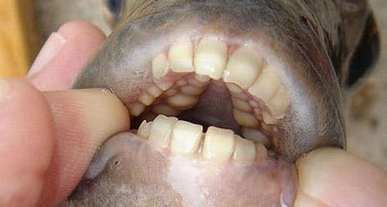 В парижской Сене завелась кусачая рыба с «человеческими» зубами