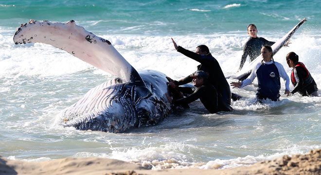 В Австралии спасли детеныша кита, выбросившегося на берег