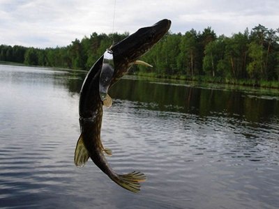 Где ловить рыбу в Москве?
